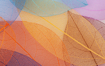 Insights Imagery 0020