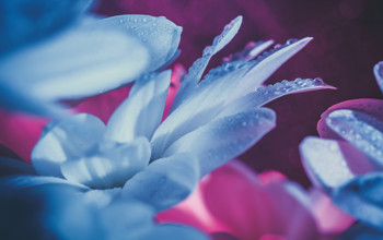 Blue flowers