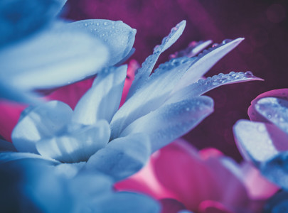 Blue flowers