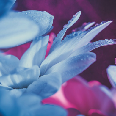 Blue flowers