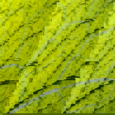 Close up of green leaf with leaf patterns
