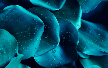 Blue leaves in close up