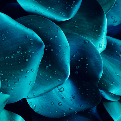 Blue leaves in close up
