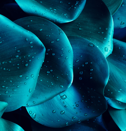 Blue leaves in close up