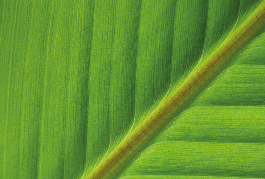 leaf