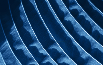 Close up of blue veins on a plant leaf