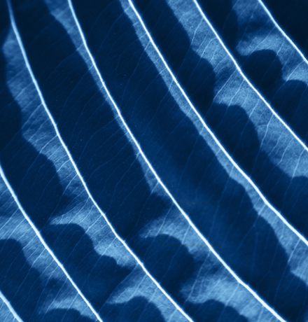 Close up of blue veins on a plant leaf
