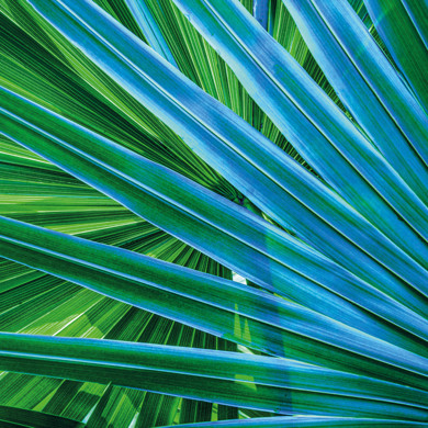 Green leaves