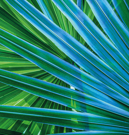 Green leaves