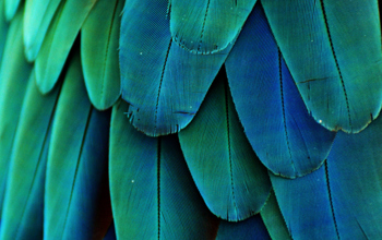 Close up of a parrots blue and green feathers