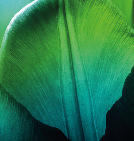 green leaves