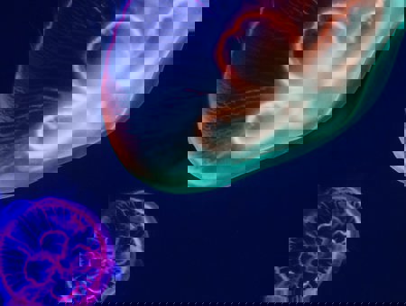 Close up of jellyfish in neon lighting