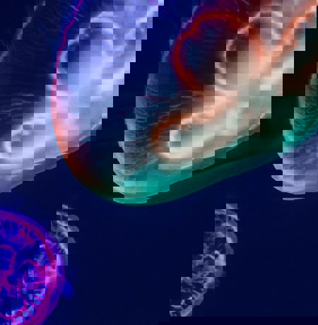 Close up of jellyfish in neon lighting
