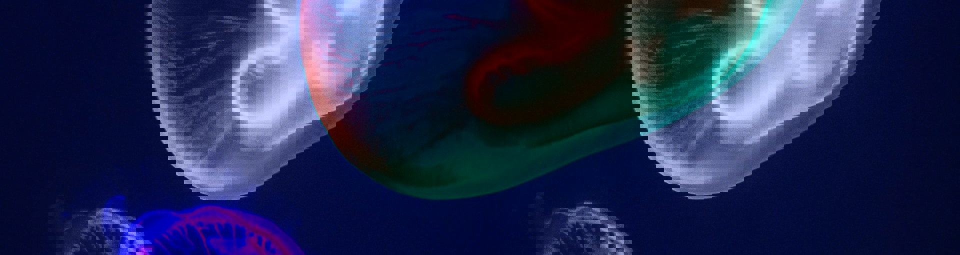 Close up of jellyfish in neon lighting