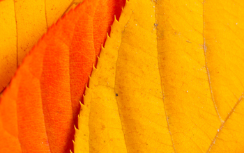 250908 Onefirm DC Retirement Adequacy And The Reliance On Responsibility Website