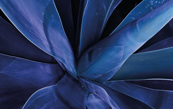 Purple flower