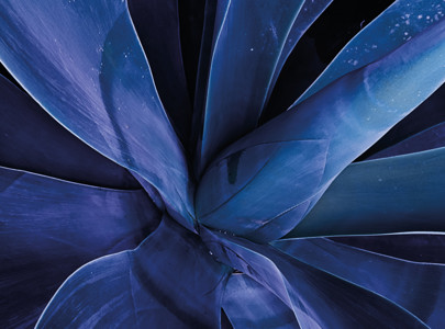 Purple flower