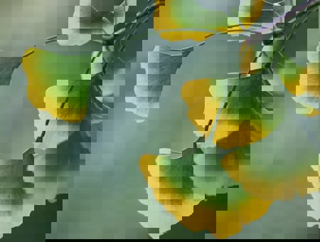 Ginkgo Leaves On A Tree With A Softly Blurred Background