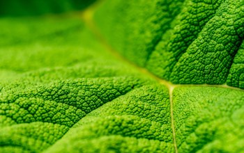 Close up of green leaf with textured surface