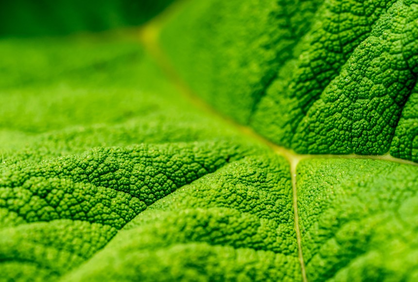 Close up of green leaf with textured surface