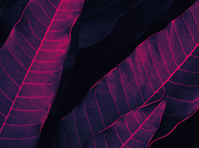 Pink leaves