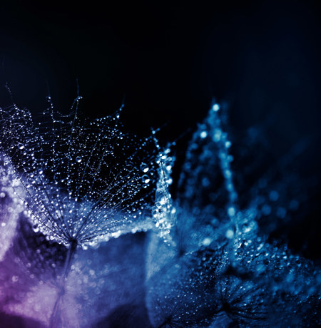 Image of plant with dew drops on it with neon blue and purple