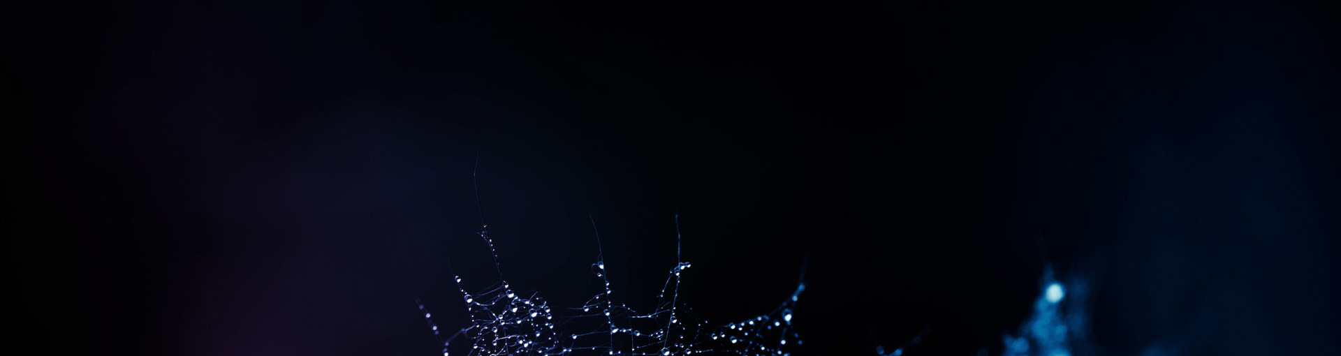 Image of plant with dew drops on it with neon blue and purple