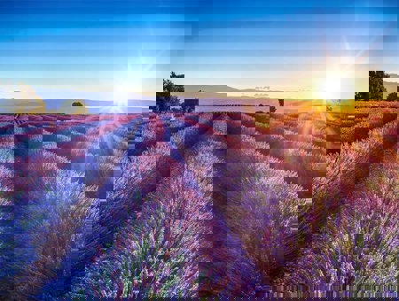 Lavender Field With A Sun Going Down In The Background