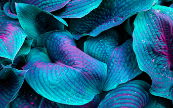 Blue Green Hostas in close up