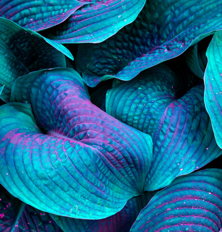 Blue Green Hostas in close up