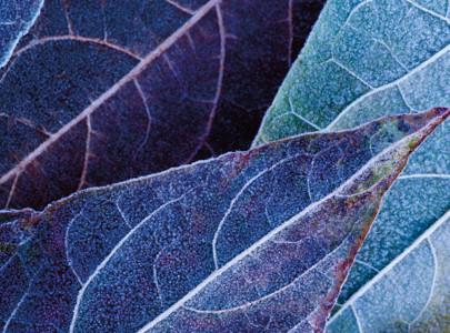 Purple leaves