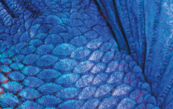 Blue feathers close up