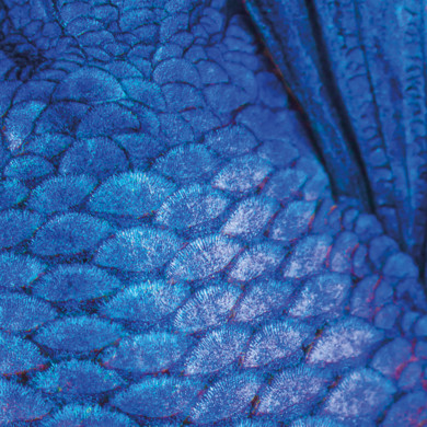 Blue feathers close up