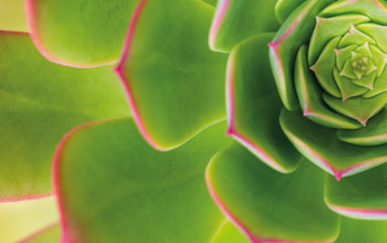 Succulent close up 