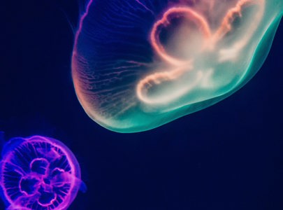 Underwater image of Jellyfish with Neon colours