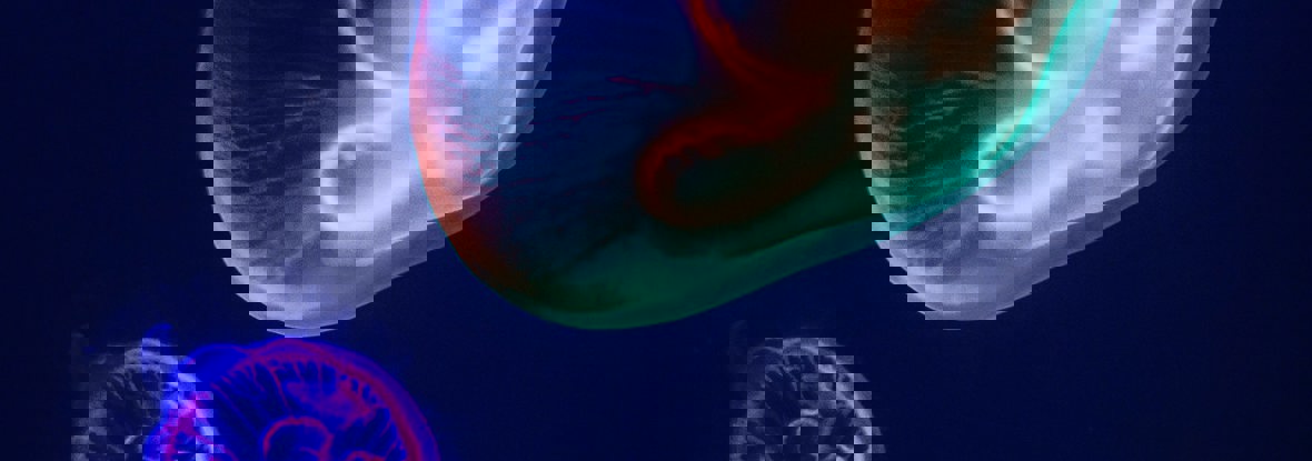 Underwater image of Jellyfish with Neon colours