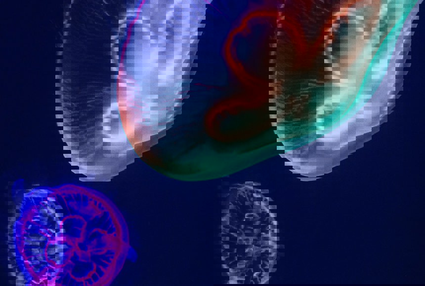 Underwater image of Jellyfish with Neon colours