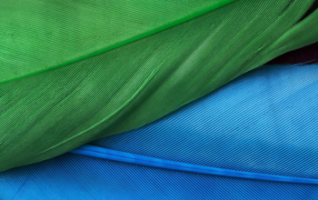 Blue and green feather in close up