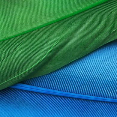 Blue and green feather in close up